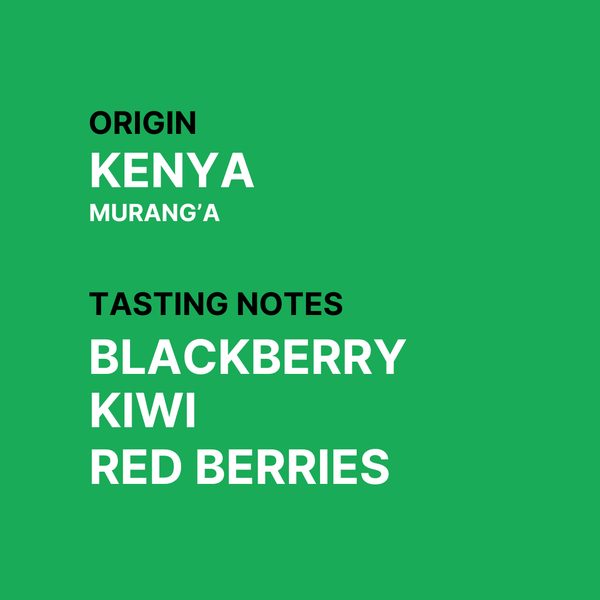 AA Gondo - Kenyan Single Origin Speciality Coffee - Tasting notes