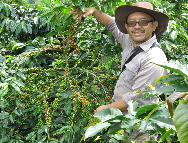 Wildan showing coffee cherries at Frinsa Farm, West Java, Indonesia