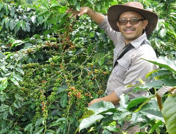 Wildan showing coffee cherries at Frinsa Farm, West Java, Indonesia